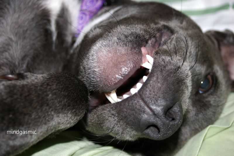 antropomorfija dog nlp